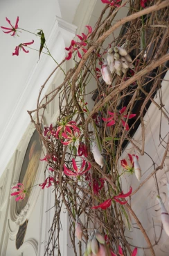 Amaryllis 2018 (071)