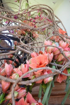 Amaryllis 2018 (058)