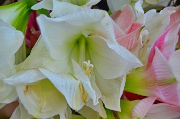 Amaryllis 2018 (022)