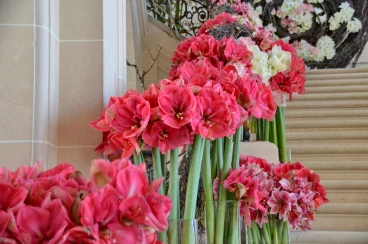 Amaryllis 2018 (019)