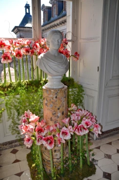 Amaryllis 2018 (042)