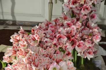 Amaryllis 2018 (046)