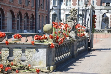 Amaryllis 2018 (008)