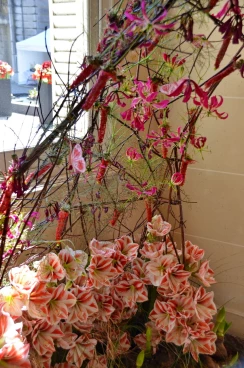 Amaryllis 2018 (072)