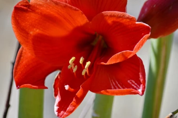 Amaryllis 2018 (010)