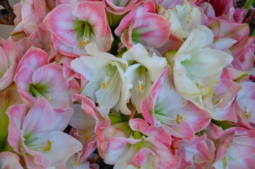 Amaryllis 2018 (021)