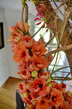 Amaryllis 2018 (062)