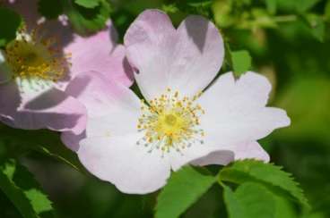 Parcours 2023 Thoricourt 037