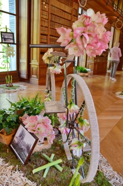 Amaryllis 2018 (066)