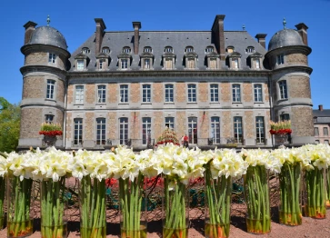 Amaryllis 6 mai 2018