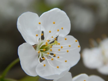 Flower 06-04-14 10-31-52