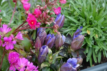 Flower 29-06-14 17-10-04