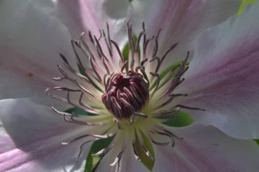 Flower 22-04-18 12-36-57