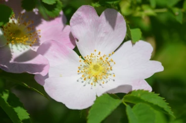 Flower 05-06-15 15-38-50