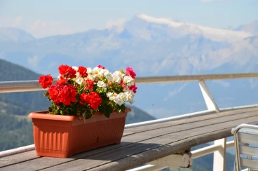 Flower 14-09-16 13-38-23