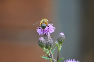 Flower 08-09-16 12-43-46