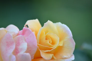 Flower 30-05-14 21-11-06