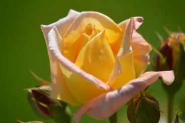 Flower 05-06-15 15-37-56