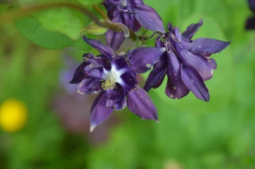 Flower 04-06-16 17-11-01