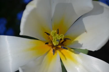 Flower 20-04-19 15-00-14