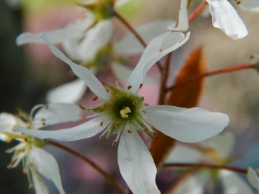 Flower 21-04-23 11-57-22