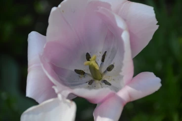 Flower 20-04-19 15-00-10