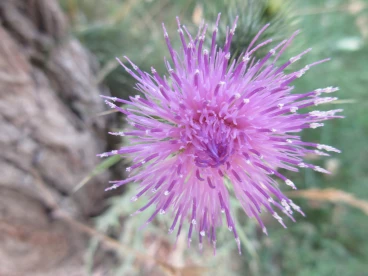 Flower 14-07-22 14-03-20