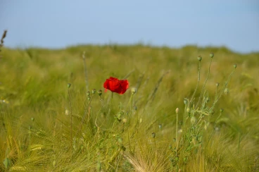 Flower 01-06-20 18-32-51