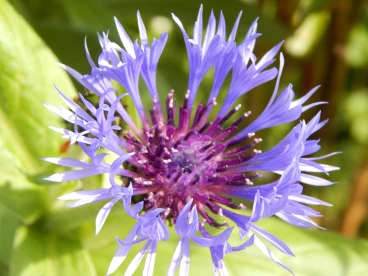 Flower 13-04-14 14-59-31