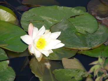 Flower 13-06-22 18-07-44