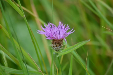 Flower 30-08-21 17-27-18