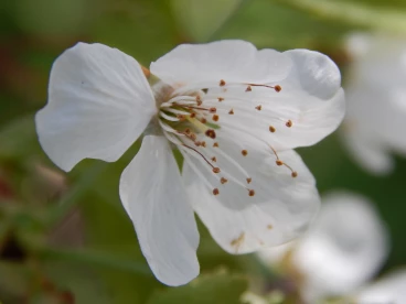 Flower 26-04-23 15-19-33