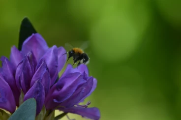 Flower 20-05-18 13-40-34