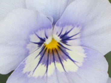 Flower 17-04-11 16-18-29