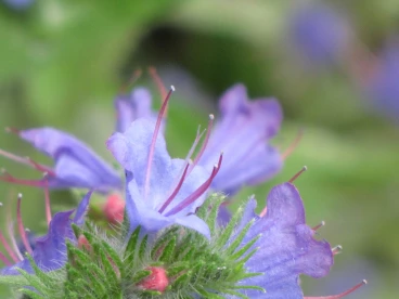 Flower 17-07-20 17-50-39