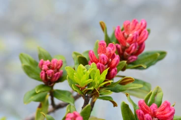 Flower 30-06-14 14-58-34