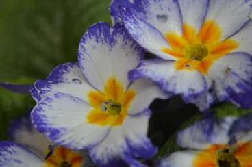 Flower 10-04-15 11-59-47