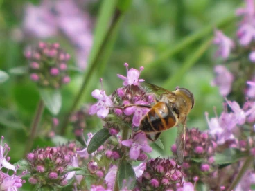 Parcours 2023 Thoricourt 023