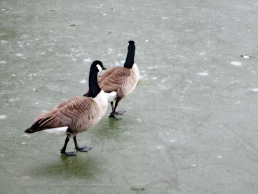 Martel pelemele   04