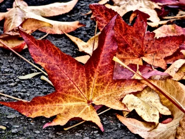 Martel pelemele  2020-10-31 14-07-36 28