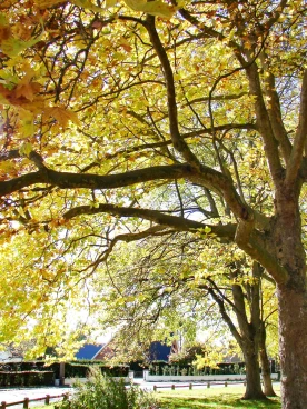 Martel pelemele  2022-10-21 14-18-44 50