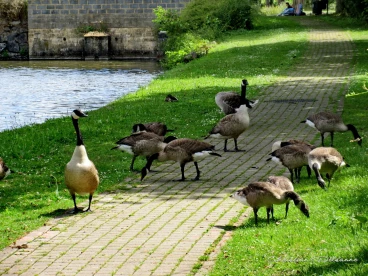 Martel juillet2020  (6)