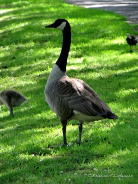 Martel mai2014    (15)