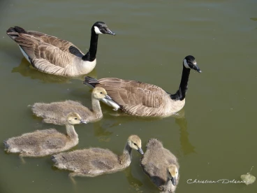 Martel mai2020    (5)