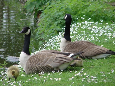 Martel avril2020    (31)