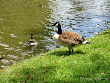 Martel juillet2020  (2)