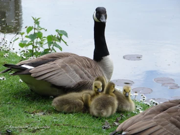 Martel avril2020    (29)