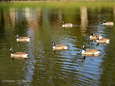 Martel octobre2019 (26)