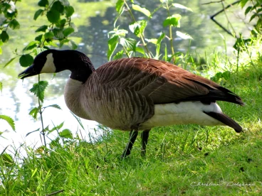 Martel mai2014    (19)