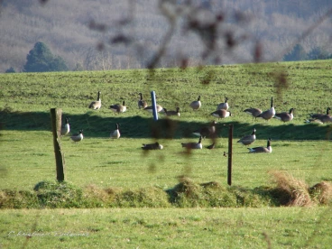 Martel decembre2021    (6)